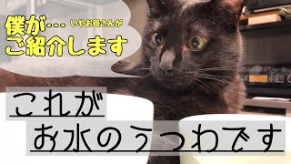 【猫用品】水飲み用食器色々〜！【ぎんだらとねこず】