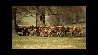 Rob W's flickr 2013 (very fast)