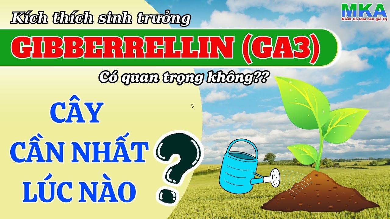 Nông dân cần biết - Hiểu về GA3 đầy đủ nhất? Cách sử dụng GA3 hiệu quả nhất