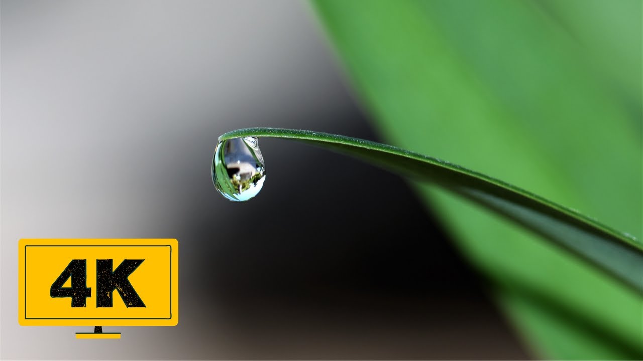 4K Rain Drop Free Stock Video - No Copyright Rain Footage - YouTube