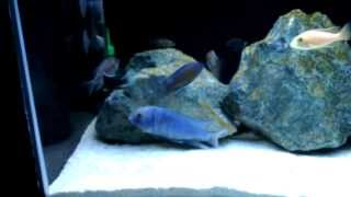 African Cichlids - Pseudotropheus Acei Ngara - Pre Spawn