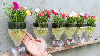 : Creative Ideas, Recycle Plastic Bottles To Make Beautiful Portulaca (Moss) Pots For Your Home
