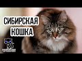 ✔ Сибирская кошка, плюсы и минусы породы. Почему стоит завести сибирскую кошку?