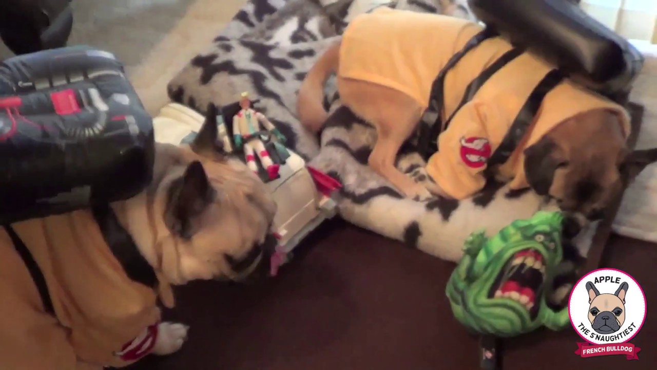 GHOSTBUSTERS SLIMER SLAPS FRENCH BULLDOG IN FACE Apple Frenchie & Gus Pug Chihuahua in Dog Costumes