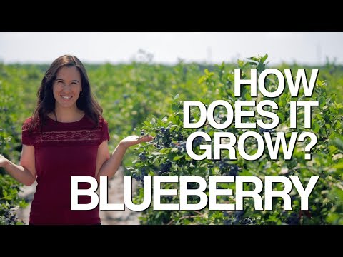 वीडियो: जहां ब्लूबेरी उगते हैं