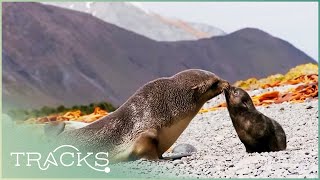 Edge of Nowhere: Journey to Macquarie Island (Full Documentary) | TRACKS