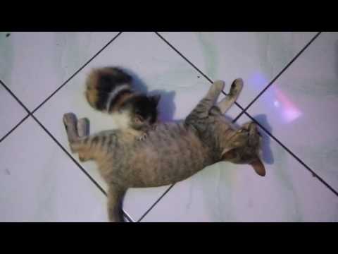 Kucing anggora yang disusui kucing kampung