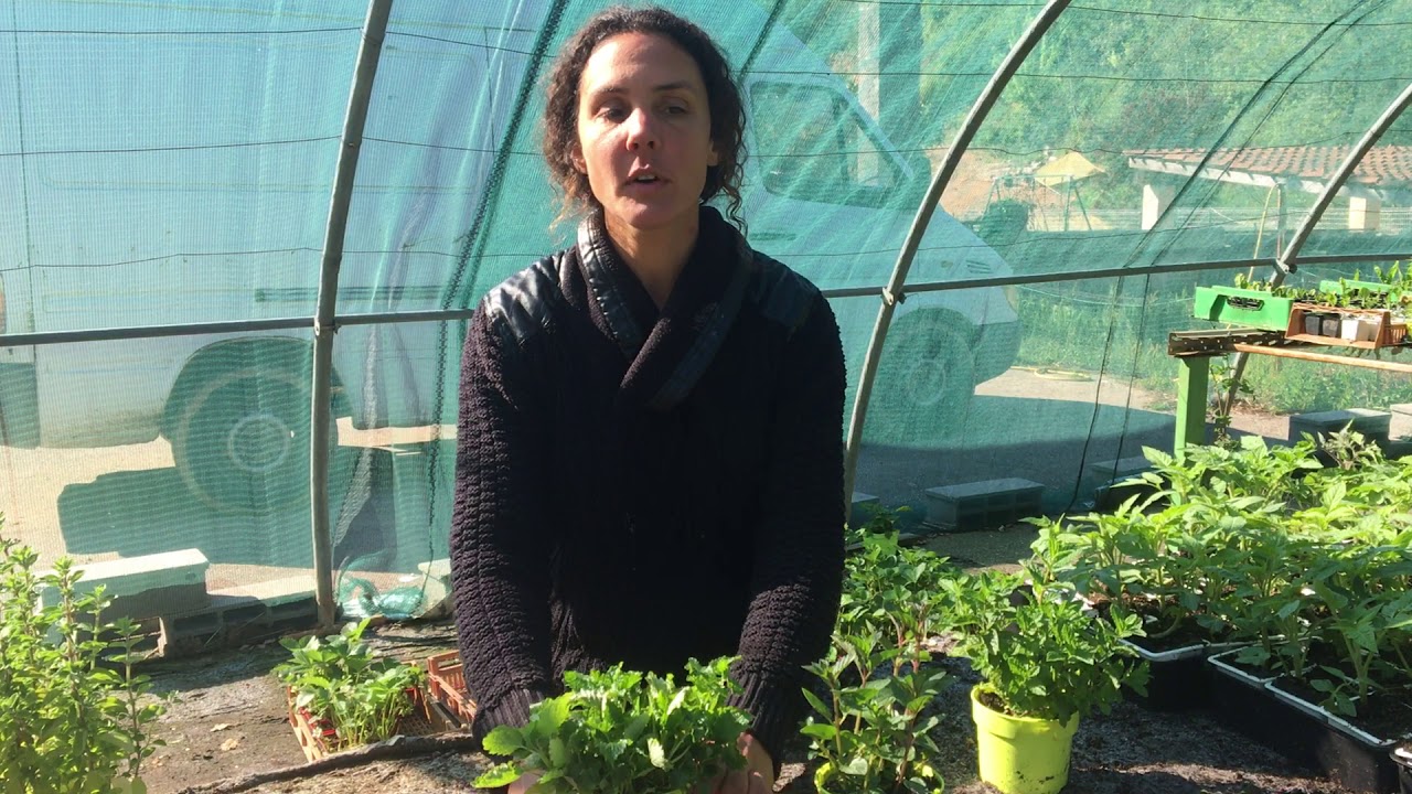 MARJOLAINE, MENTHE ET MELISSE AU JARDIN