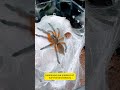 Tarantula: Nature’s Silent Predator