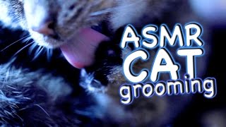 ASMR Cat  Grooming #25  Blue