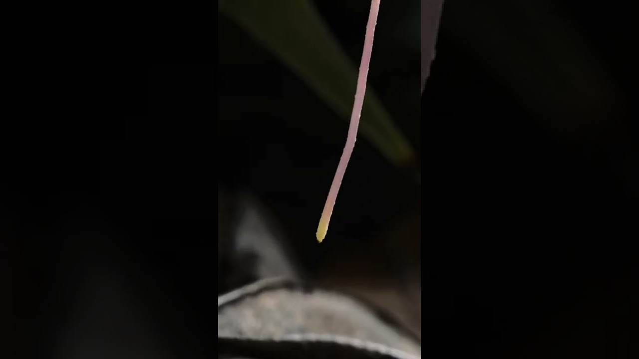 Strangler Fig Tree in Borneo Grows Upside Down