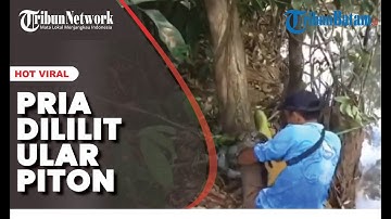 Pria Dililit Ular Piton Saat Mancing