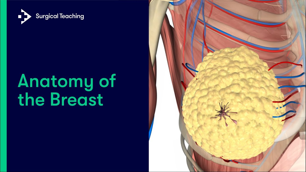 Breast Anatomy: Overview, Vascular Anatomy and Innervation of the Breast,  Breast Parenchyma and Support Structures