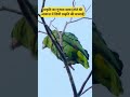 "प्रकृति का रंग, ईश्वर की वाणी-एक नन्हा सा तोता अनंत की कहानी।"#wildlife#एनिमल