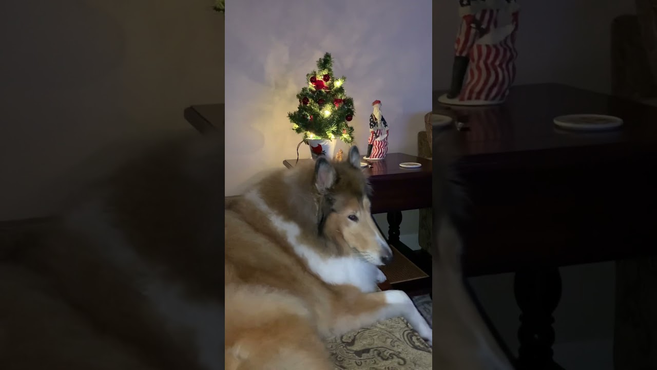 2021 December Christmas with Tigger the Collie in Gainesville Florida