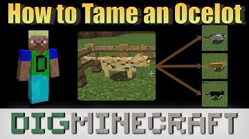 How to Tame an Ocelot in Minecraft (only works in older versions of Minecraft)