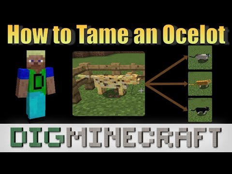 Come Tame un Ocelot in Minecraft (funziona solo nelle vecchie versioni di Minecraft)