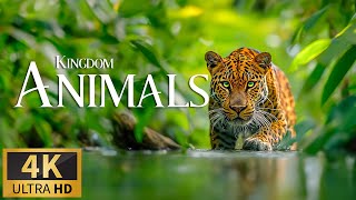 Kingdom Of Animals 4K 🐾Discovery Relaxation Wonderful Wildlife Movie With Sweet Relaxing Piano Music