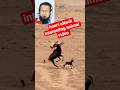 Funey and action interesting animal video