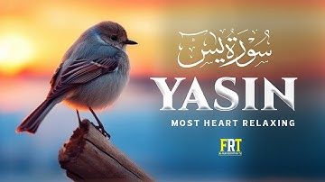 Surah Yaseen (Yasin) سورة يس | Ultimate Relaxation & Emotional Healing Through Quran | #surahyasin