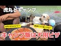 犬用ピザを持ってキャンプに来た