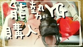 オオクワガタの能勢YGペア♂82.5ミリ♀54ミリを購入しました。【能勢YGオオクワ】【能勢産YG血統】【初心者オオクワガタ飼育】