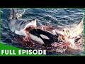 SECRETS OF THE ORCAS - Apex Predators in Constant Battle (Full Episode) | Nature Animal Documentary