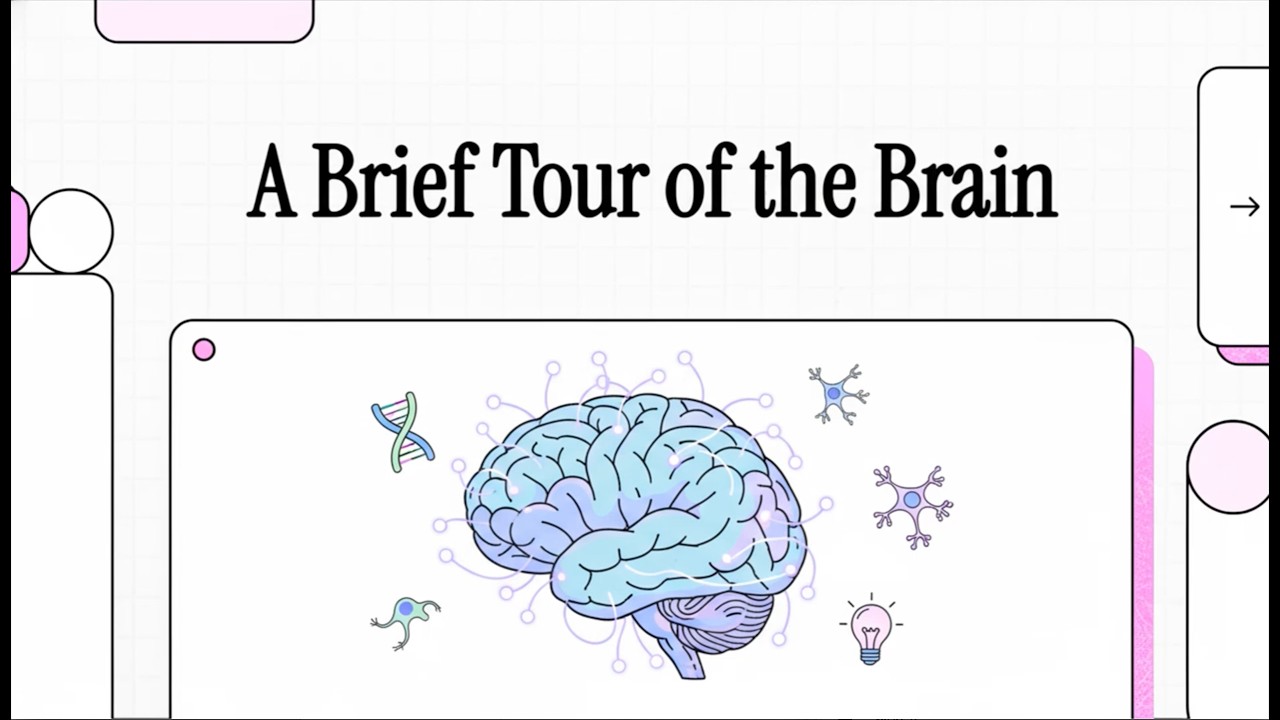 Neuroanatomy 101: Brief Tour of the Brain (Brenna Bray, PhD, 2025)