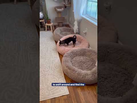 Summer Activities for Dogs