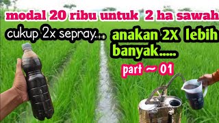 Anakan padi meningkat dua kali lipat Hanya modal 20 ribu rupiah