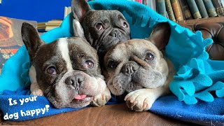 5 signs your French Bulldog is Happy!
