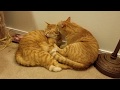 The Daily Kitten, 8/31: The Same Thing They Do Every Night.
