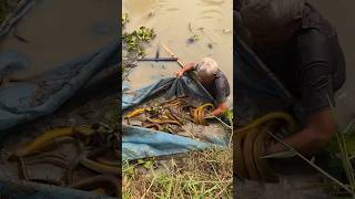 Amazing Eel Trapping Technique With Survival Skills To Catch Giant Eels Fish