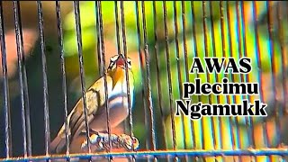 Pleci betina birahi manggil jantan ngecir birahi poll