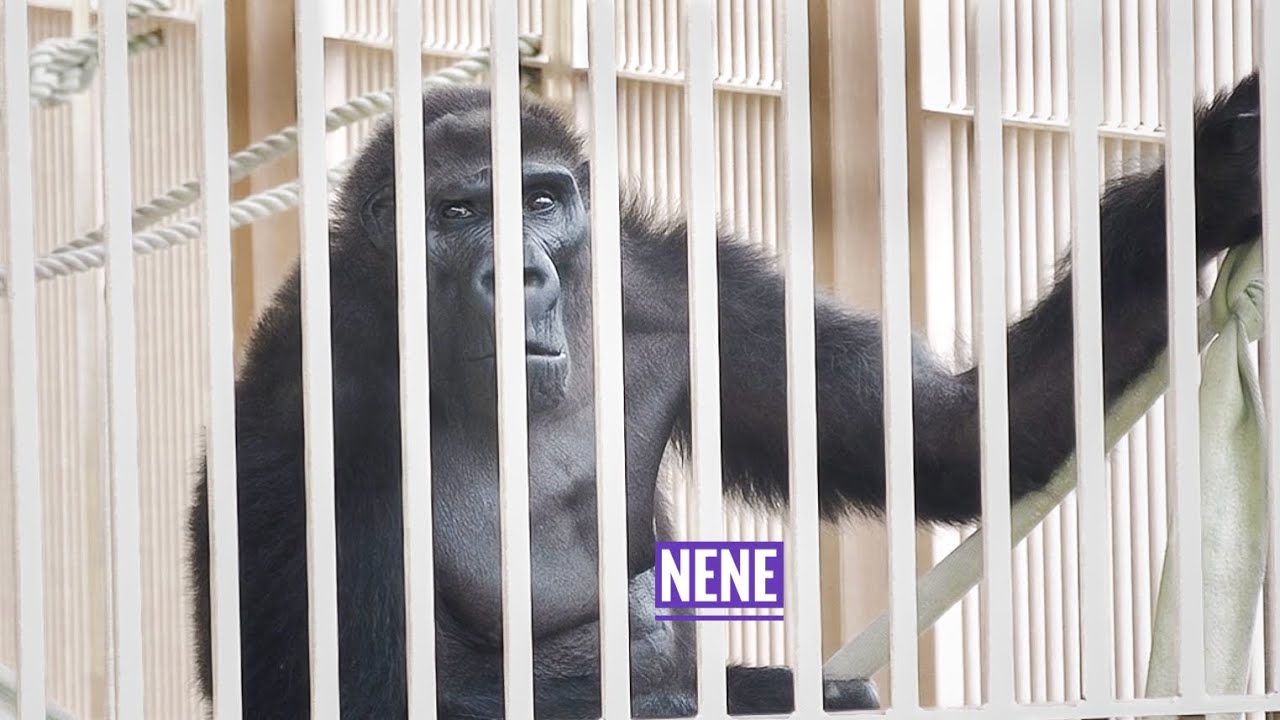 Elderly Female Gorilla is Curious about Humans | Nene | The