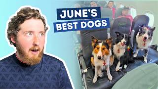The Best Dogs of June