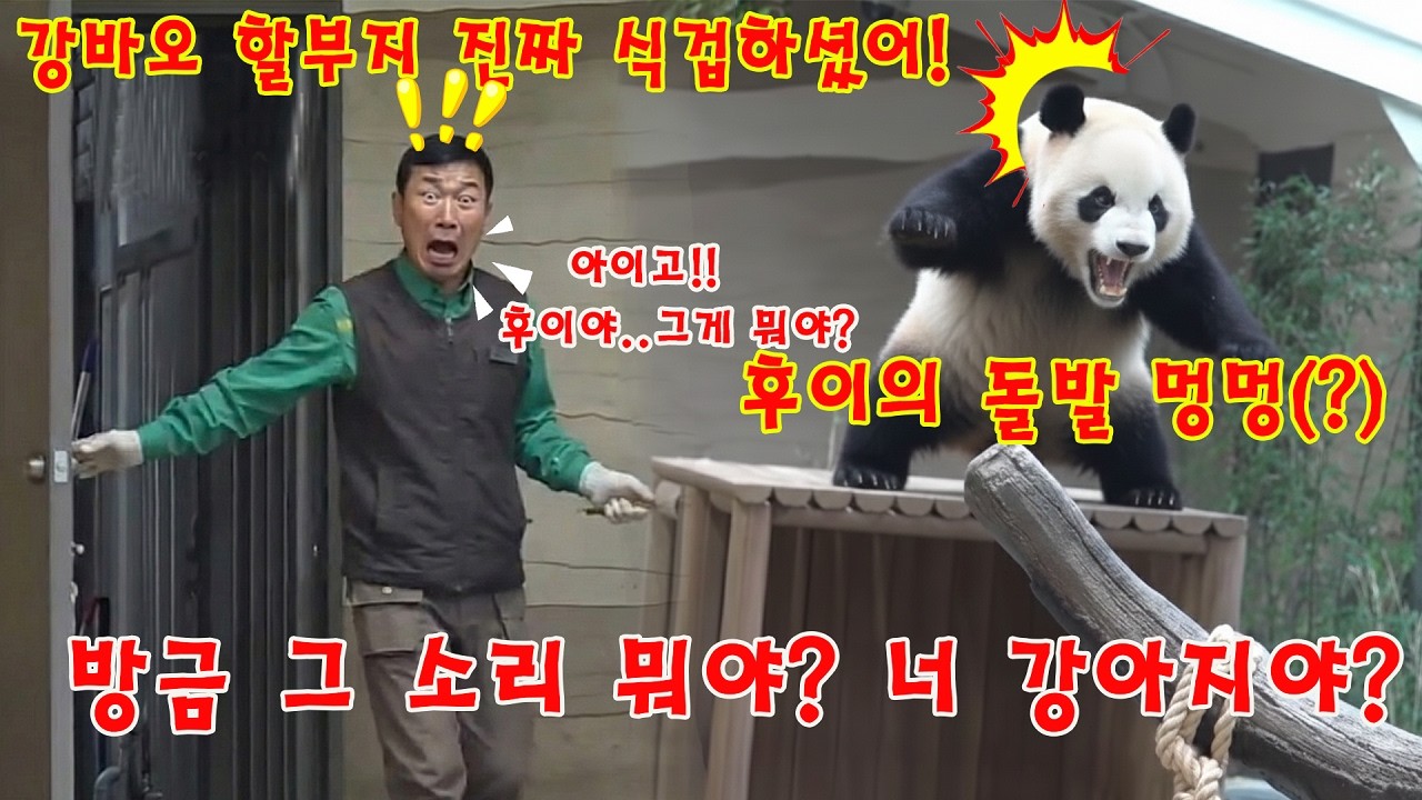 맙소사!!💥후이바오의 돌발 멍멍대니까 (?)강😱바오 할부지 진짜 식겁하셨어! 깜짝 놀라신 것 좀 봐 ㅋㅋㅋ