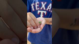 Green Anole Lizard