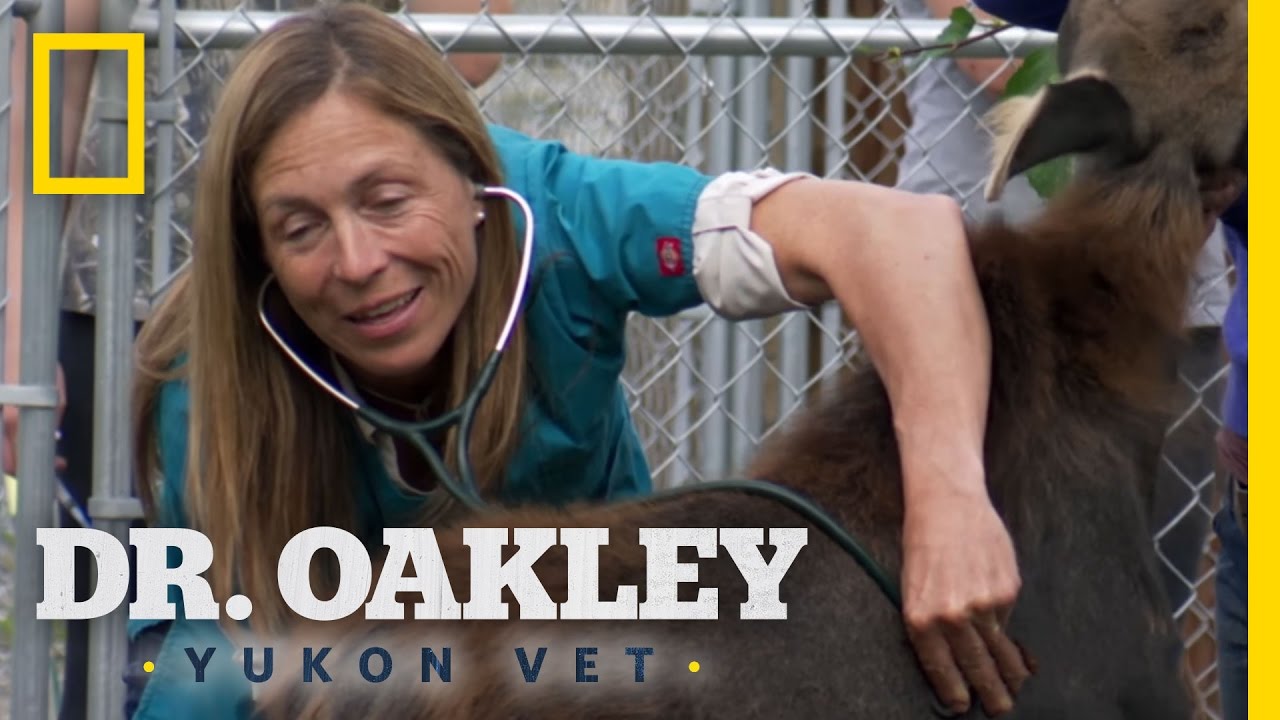 Moose Mamas | Dr. Oakley, Yukon Vet - YouTube