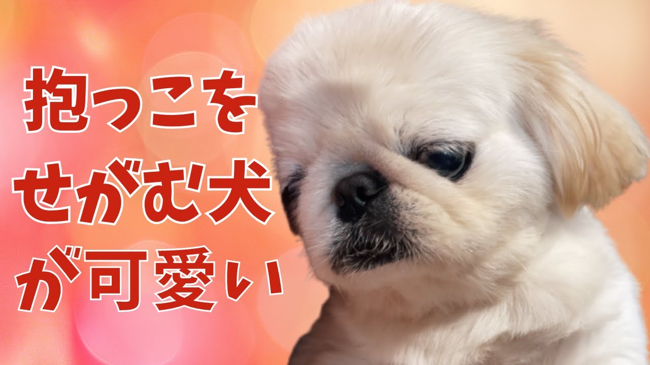すぐに抱っこをせがみにくるペキニーズ My Pekinese Is Quick To Ask For A Cuddle Youtube