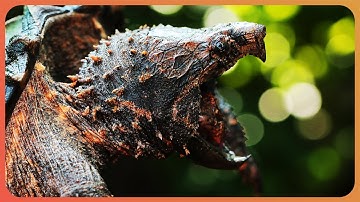 The Alligator Snapping Turtle: Nature