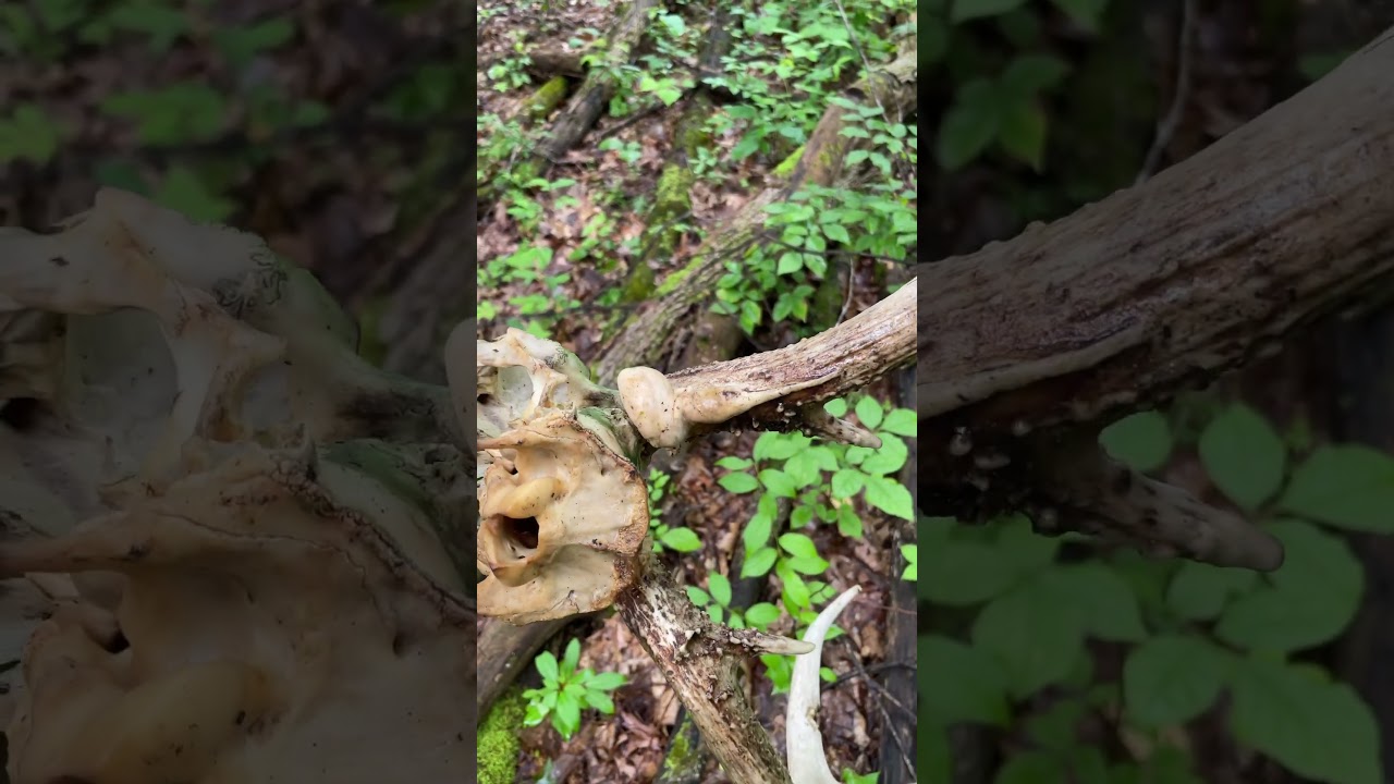 Crazy antler growth near the base on this deadhead. 