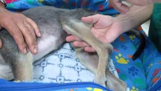 Cinomose or distemper treated with stem cell therapy - celulas tronco