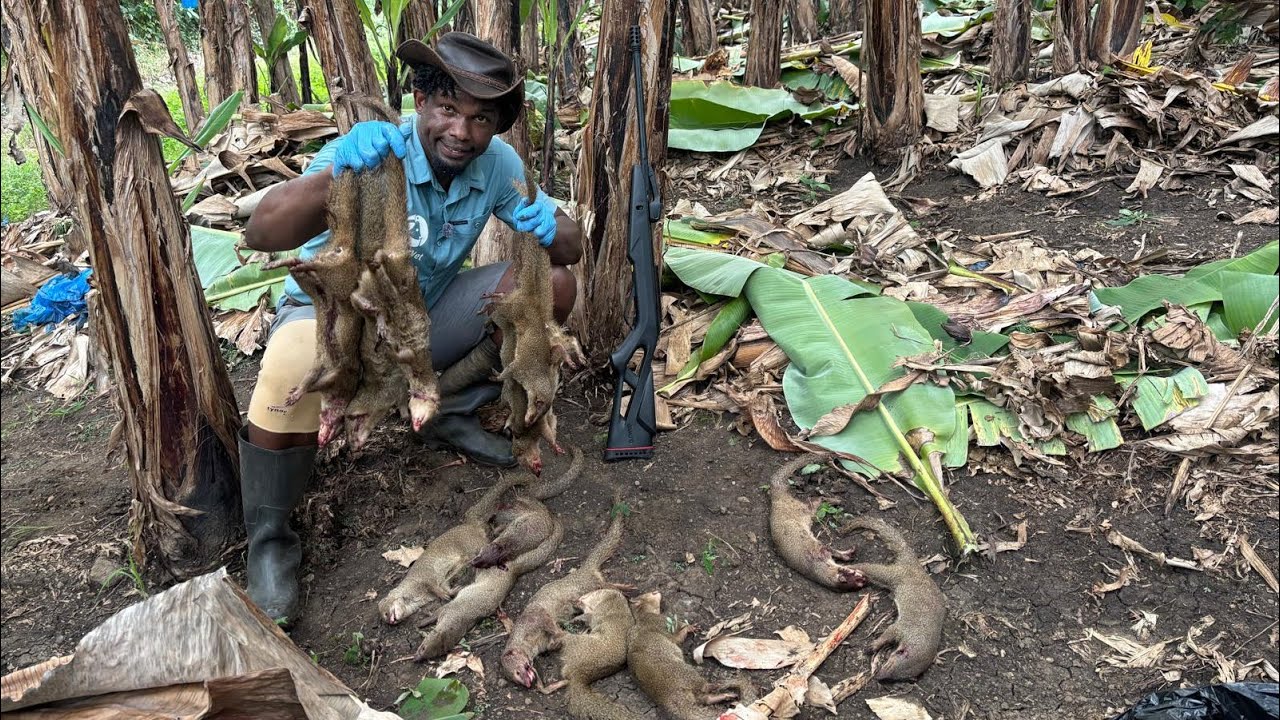 Removing Dangerous Mongooses from a Banana Plantation: Invasive ...
