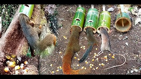 Build amazing bamboo traps to catch many squirrels and mice in the