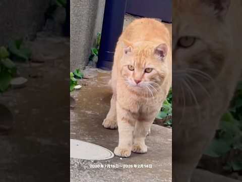 😸💕💚📌☻2026年3月30日 wild cat & wildlife,野良猫,들고양이 #cat