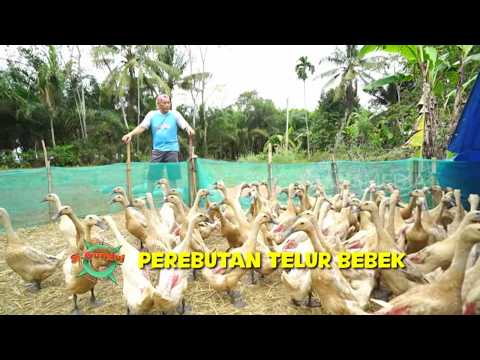 Bebek Botok Kepok Panggang Bikin Lidah Bergoyang | JEJAK SI GUNDUL (06/10/26) P1