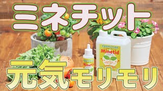 植物が美しくグングン育つミネラル液体肥料『ミネチット』の使い方 Vol.15