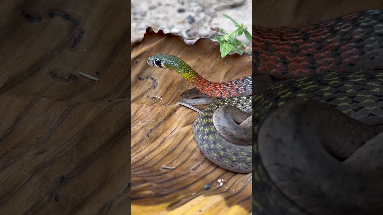 This POISONOUS SNAKE Is VENOMOUS TOO?! #snake #snakes #reptiles