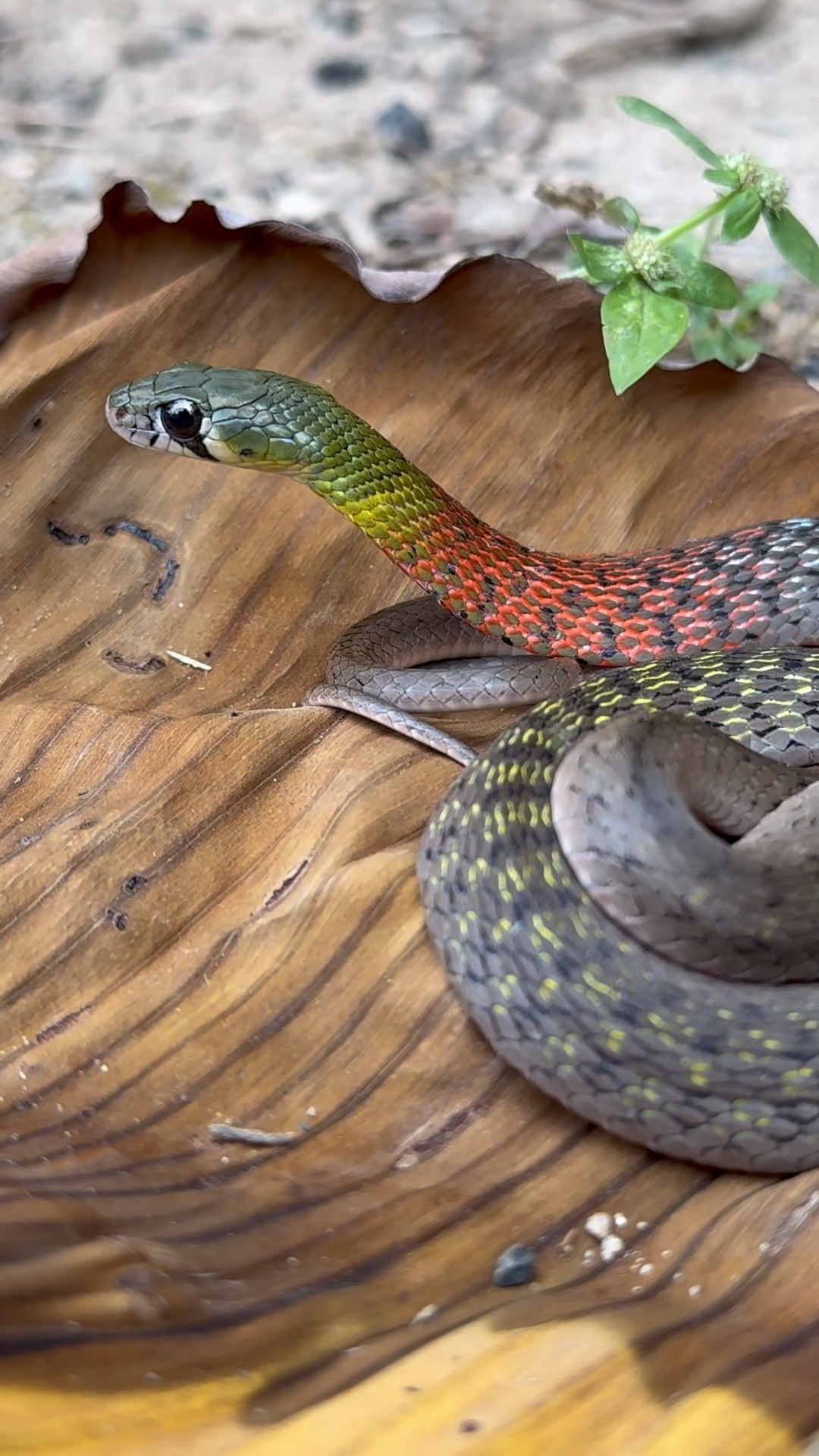 This POISONOUS SNAKE Is VENOMOUS TOO?! #snake #snakes #reptiles